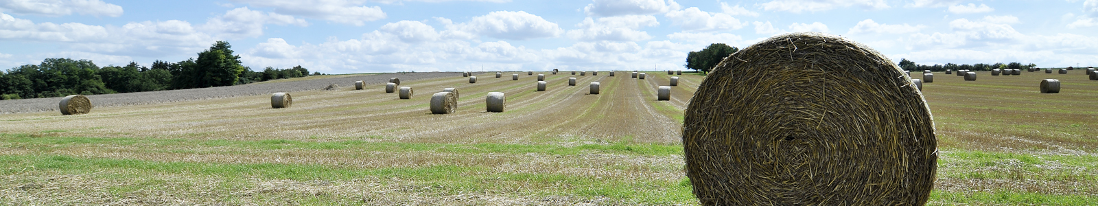 Strohballen auf abgeerntetem Acker © Dienstleistungszentren Ländlicher Raum
